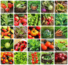 拼贴画蔬菜产品蔬菜花园健康的吃consept园艺背景拼贴画蔬菜产品蔬菜花园健康的吃consept园艺背景