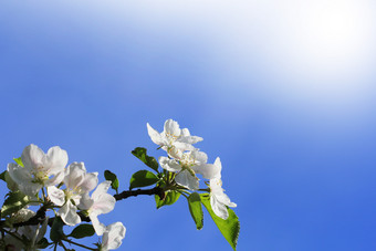 春天背景美丽的分支苹果树花朵对蓝色的背景春天背景美丽的分支苹果树花朵对蓝色的背景
