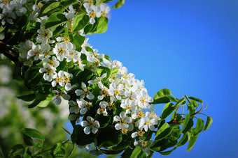 <strong>春天背景</strong>美丽的分支梨树花朵对蓝色的背景<strong>春天背景</strong>美丽的分支梨树花朵对蓝色的背景