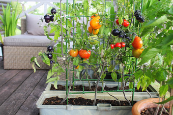 容器蔬菜园艺蔬菜花园阳台红色的橙色黄色的黑色的西红柿日益增长的容器容器蔬菜园艺蔬菜花园阳台红色的橙色黄色的黑色的西红柿日益增长的容器