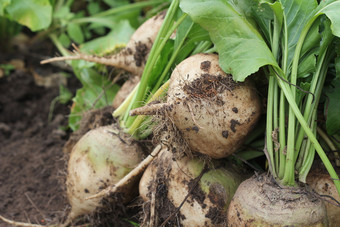 新鲜的收获白色有机甜菜根铺设的地面土壤甜菜根与叶未洗的甜菜根