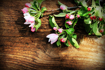 春天开花分支木背景苹果花朵前视图春天开花分支木背景苹果花朵