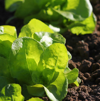 绿色生菜日益增长的的花园日益增长的健康的素食者食物绿色生菜日益增长的的花园日益增长的健康的素食者食物