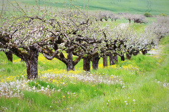 春天开花背景美丽的自然场景与盛开的树苹果春天开花背景美丽的自然场景与盛开的树苹果