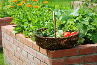 提高了床园艺城市花园日益增长的植物草本植物香料浆果和蔬菜提高了床园艺城市花园日益增长的植物草本植物香料浆果和蔬菜