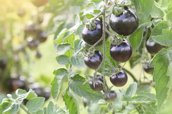 靛蓝玫瑰黑色的番茄他来了成熟的的花园靛蓝玫瑰黑色的番茄他来了成熟的的花园