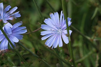 <strong>蓝色</strong>的菊苣花菊苣野生花的场<strong>蓝色</strong>的花自然背景花野生菊苣末端cichoriumIntybus<strong>蓝色</strong>的菊苣花菊苣野生花的场<strong>蓝色</strong>的花自然背景花野生菊苣末端cichoriumIntybus