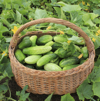 新鲜的收获黄瓜篮子园艺背景与绿色植物新鲜的收获黄瓜篮子园艺背景与绿色植物