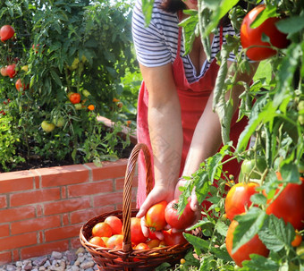 女人园丁挑选蔬菜西红柿提高了床园艺<strong>城市花园</strong>日益增长的植物草本植物香料浆果和蔬菜现代能得到的<strong>花园</strong>与提高了砖床