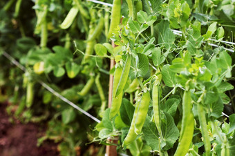 绿色(2008年)豆荚农业场园艺背景与绿色植物绿色(2008年)豆荚农业场园艺背景与绿色植物