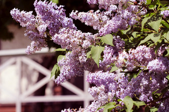 美丽的开花花淡紫色树春天开花春天春天概念美丽的开花花淡紫色树春天开花春天春天概念
