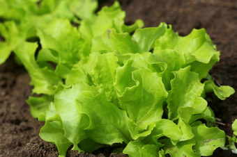 绿色卷曲的沙拉日益增长的的花园日益增长的健康的素食者食物绿色卷曲的沙拉日益增长的的花园日益增长的健康的素食者食物
