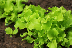 绿色卷曲的沙拉日益增长的的花园日益增长的健康的素食者食物绿色卷曲的沙拉日益增长的的花园日益增长的健康的素食者食物