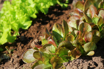 红色的头和绿色生菜日益增长的的花园日益增长的健康的素食者食物红色的头和绿色生菜日益增长的的花园日益增长的健康的素食者食物