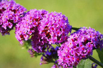 盛开的蝴蝶布什buddleja大卫蝴蝶吸蜂蜜蓬勃发展的蝴蝶布什buddleja大卫蝴蝶吸蜂蜜