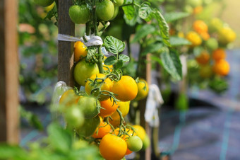 黄色的<strong>西红柿</strong>成熟分支的花园各种黄色的<strong>西红柿</strong>黄色的<strong>西红柿</strong>成熟分支的花园各种黄色的<strong>西红柿</strong>