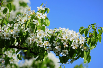 春天背景美丽的分支梨树花朵对蓝色的背景春天背景美丽的分支梨树花朵对蓝色的背景