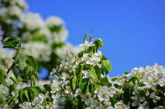 <strong>春天背景</strong>美丽的分支梨树花朵对蓝色的背景<strong>春天背景</strong>美丽的分支梨树花朵对蓝色的背景
