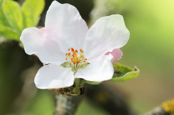 <strong>春天</strong>苹果开花背景美丽的自然场景与盛开的树绿色背景<strong>春天</strong>花<strong>春天</strong>苹果开花背景美丽的自然场景与盛开的树绿色背景<strong>春天</strong>花