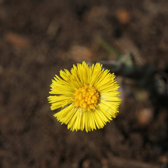 款冬药用草花<strong>春天</strong>黄色的花早期<strong>春天</strong>款冬药用草花<strong>春天</strong>黄色的花早期<strong>春天</strong>