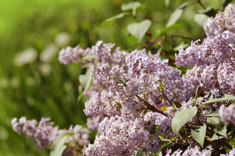 分支粉红色的淡紫色花园公园美丽的开花花淡紫色树春天春天概念分支粉红色的淡紫色花园公园美丽的开花花淡紫色树春天春天概念