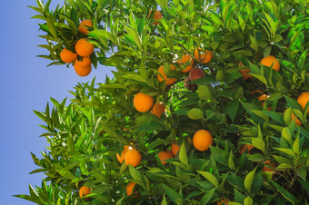 成熟的橙子树关闭
