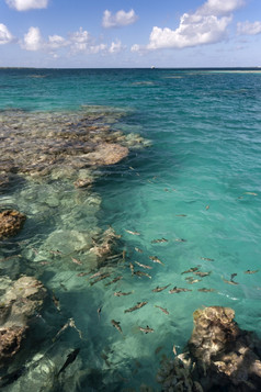 鱼的边缘珊瑚礁Aitutaki环礁湖的烹饪岛屿南太平洋