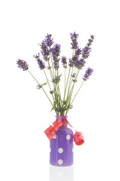 花束紫色的薰衣草小瓶花瓶孤立的在白色背景