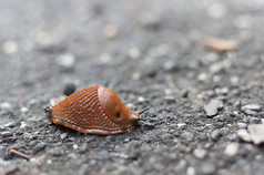 鼻涕虫爬行路危险的害虫