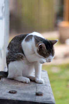 猫坐着板凳上的院子里和清洁