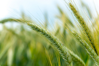 特写镜头绿色小麦耳朵场年轻的小麦