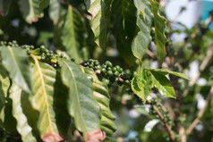 咖啡树与咖啡樱桃裂缝咖啡种植园