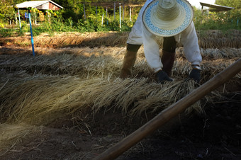 农民耕作土壤为种植的理论土壤封面王罗 摩道路<strong>成长</strong>植物和树<strong>成长</strong>和正确的根据学术原则