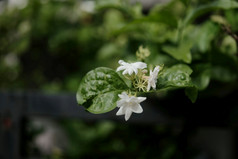 茉莉花花象征妈妈。rsquo一天泰国空间为文本