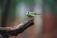 特写镜头蓝色的乳头鸟坐着树桩多雨的春天森林蓝色的乳头鸟特写镜头