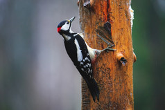 特写镜头伟大的发现了啄木鸟坐着树多雨的春天森林伟大的发现了啄木鸟多雨的春天森林