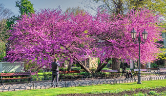 敖德萨乌克兰春天开花树的城市花园敖德萨乌克兰阳光明媚的4月早....城市花园敖德萨乌克兰