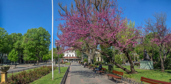 敖德萨乌克兰盛开的犹大树的城市花园敖德萨在的战争乌克兰阳光明媚的春天一天盛开的犹大树的城市花园敖德萨乌克兰