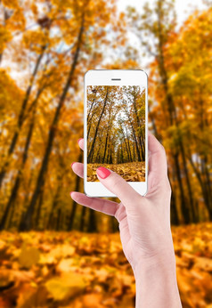 女手持有和触碰智能手机拍摄美丽的秋天景观