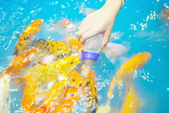 孩子们喂养海藻瓶鲤鱼鱼