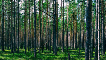 水平生动的对称的森林木作文背景背景水平生动的对称的森林木作文背景