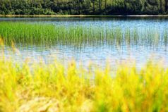 草叶片挪威湖散景背景草叶片挪威湖散景背景