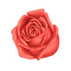 玫瑰水彩手画插图花为春天问候卡植物插图