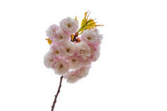 美丽的温柔的颜色樱桃开花分支孤立的白色背景樱花yaezakura