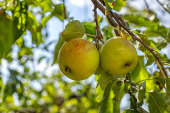 成熟的开胃的苹果苹果树分支的花园果园与成熟的苹果苹果树分支机构