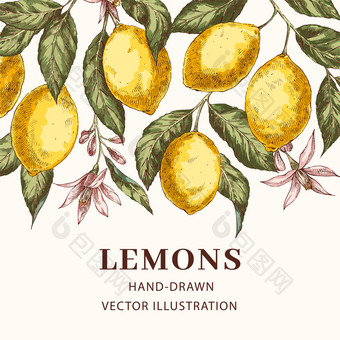 柠檬手画向量海报模板草图叶子花网络横幅设计与文本空间现实的异国情调的柑橘类水果雕刻风格植物花插图墨水刷画柠檬手画向量海报模板