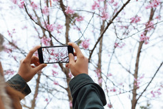 女人持有智能手机采取照片美樱桃开花花