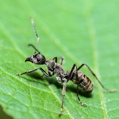 关闭黑色的卡彭特蚂蚁樟子松宾西瓦尼库斯绿色叶采取泰国