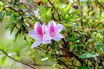 乔治泰伯<strong>杜鹃花</strong>美丽的白色花与粉红色的条纹树乔治泰伯<strong>杜鹃花</strong>的山北部泰国