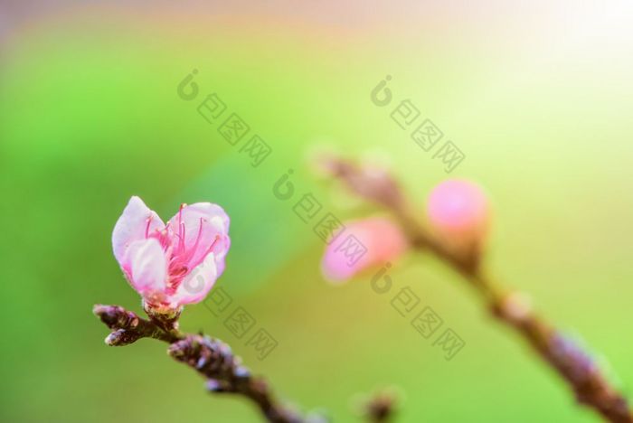 粉红色的花桃子特写镜头小粉红色的花桃子李属persica开花的树与阳光春天背景